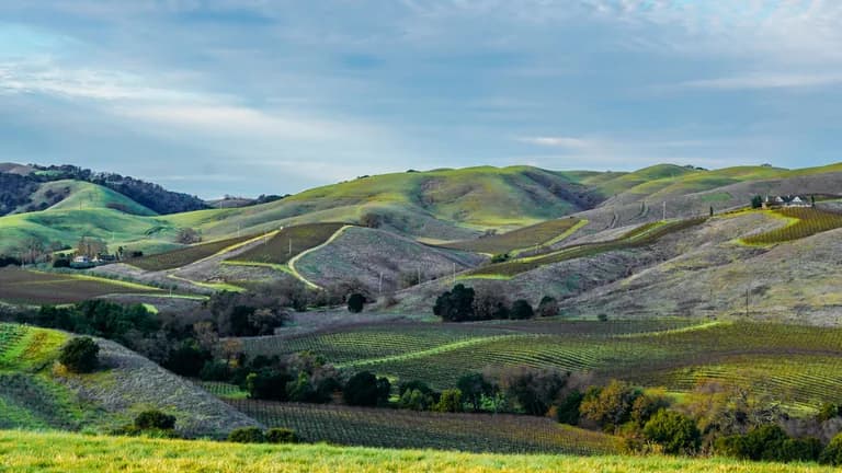 California Wine Capstone course hero image