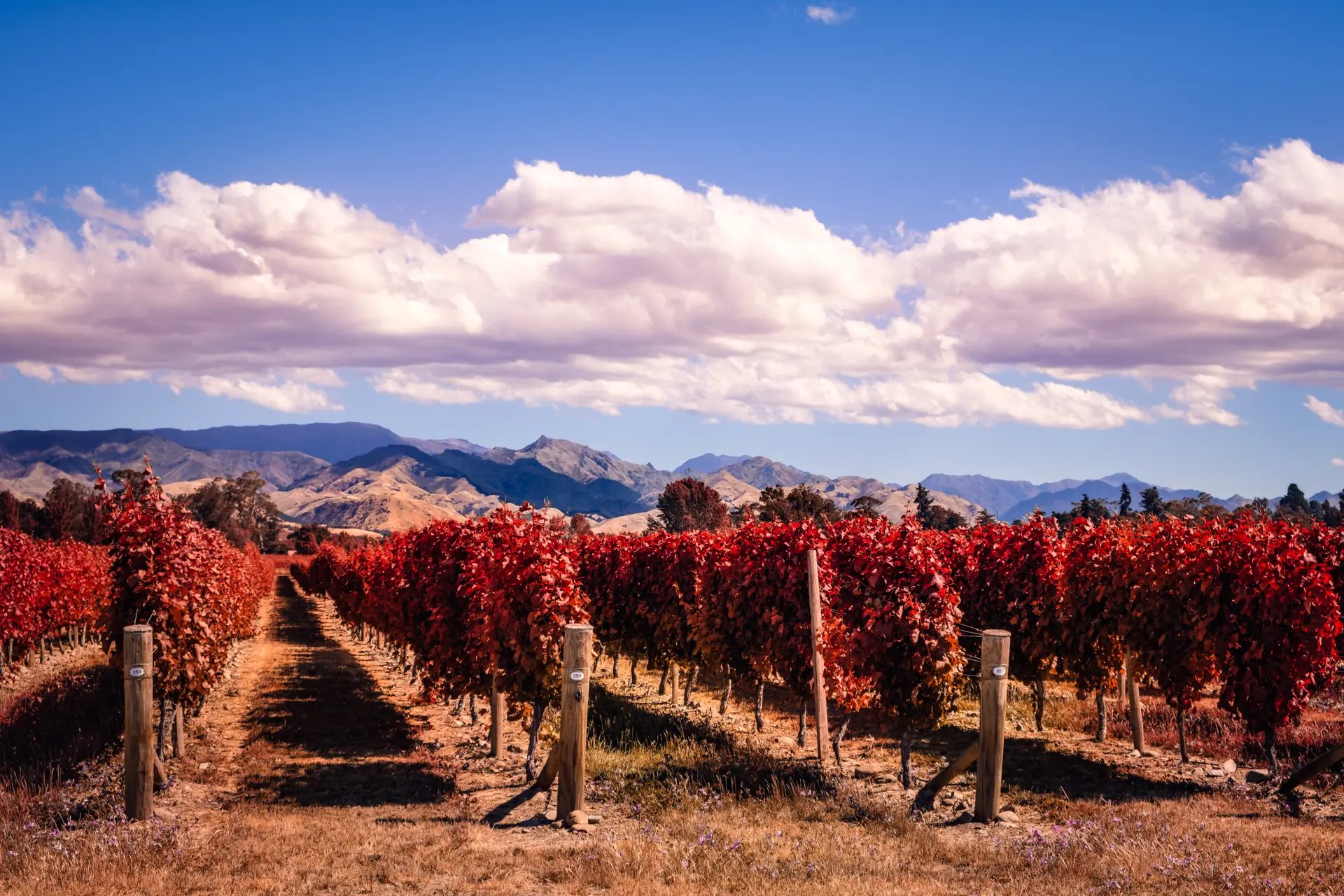 WSET Level 3 Award in Wines